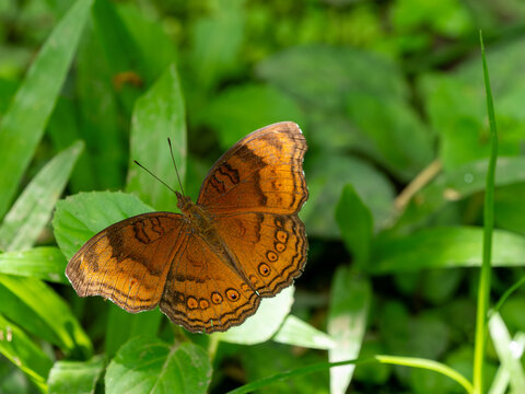 Schmetterling