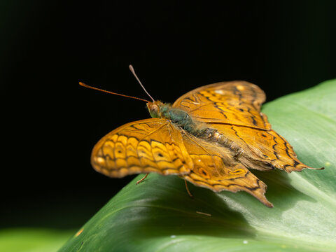 Schmetterling