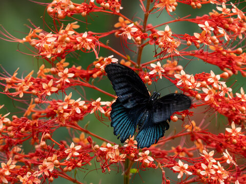 Schmetterling
