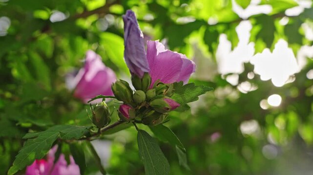 Backlit Pink Hibiscus Flower Buds and Bloom