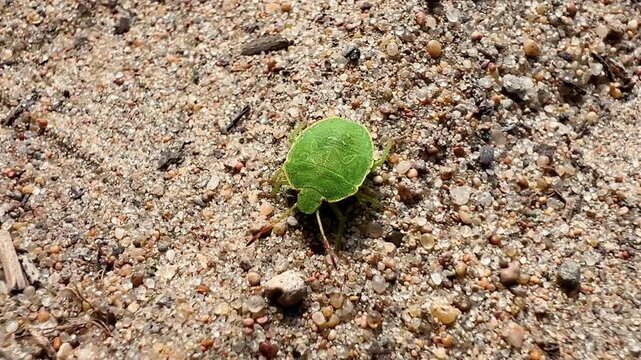 Bright green shield bug nymph walks over sunlit sandy beach