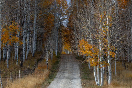 Kolob Autumn Colors