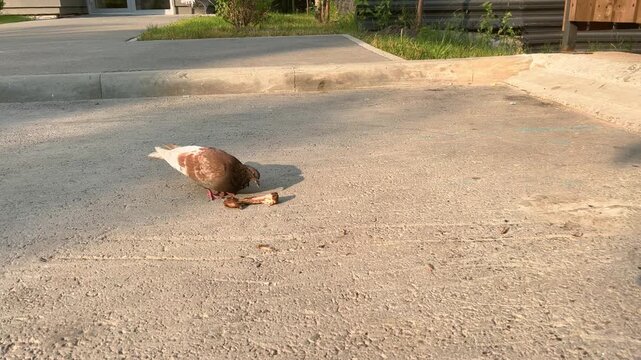 Brown urban pigeon walks toward discarded chicken meat on sunlit pavement