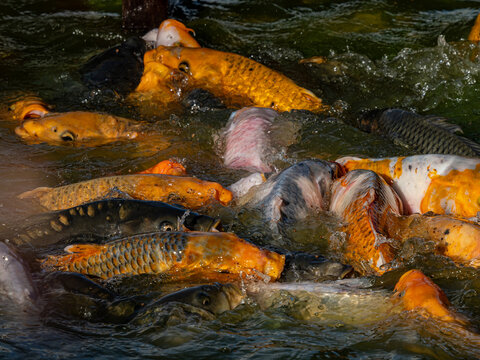 Koi