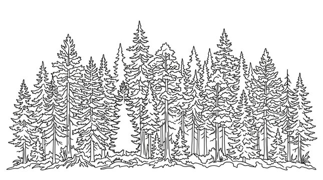 Cad tree lines Hand Drawn Forest Vector Illustration, Sketch Style Pine Trees, Black And White Engraving Of Coniferous Grove, Wireframe Nature Background For Design Projects vector