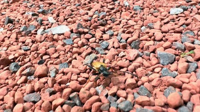 Red brown longhorn beetle scurries among small rocks and gravel