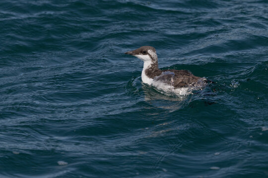 Juvenile Common Guillemot (Uria aalge) swimming in the sea near Bempton Cliffs, Yorkshire