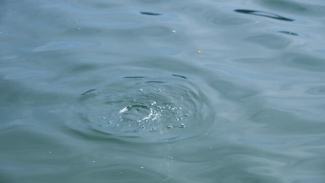common coot quickly dives to the lake bottom
