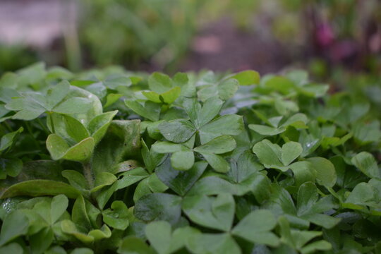 Fresh Wet Green Wood Sorrel Leaves After Rain