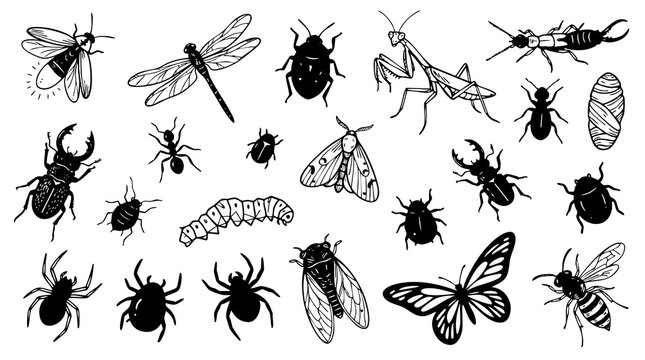 Black and white bug insect vector set is perfect for educational materials, biology projects, or nature-themed designs.