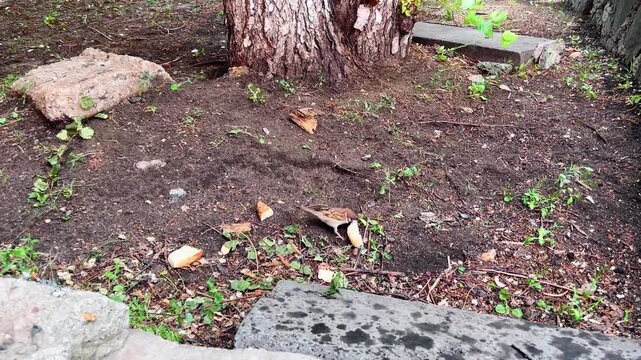 Small sparrow forages near scattered bread crumbs beneath an urban tree