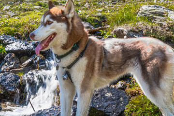 Siberian Husky dalla pelliccia fulva © alessandrogiam