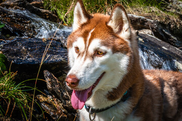 Siberian Husky dalla pelliccia fulva © alessandrogiam