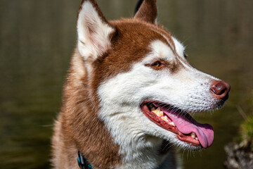 Siberian Husky dalla pelliccia fulva © alessandrogiam