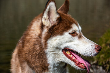 Siberian Husky dalla pelliccia fulva © alessandrogiam