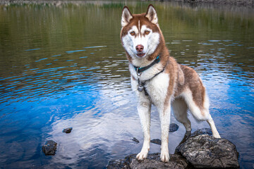 Siberian Husky dalla pelliccia fulva © alessandrogiam