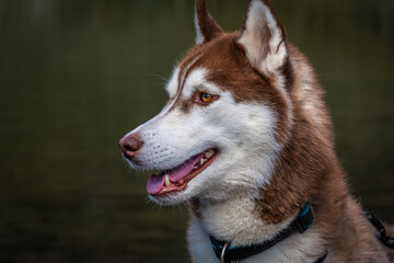 Siberian Husky dalla pelliccia fulva © alessandrogiam