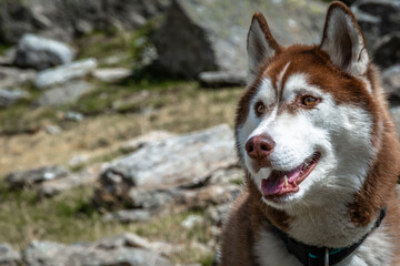 Siberian Husky dalla pelliccia fulva © alessandrogiam