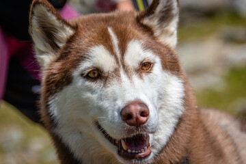 Siberian Husky dalla pelliccia fulva © alessandrogiam