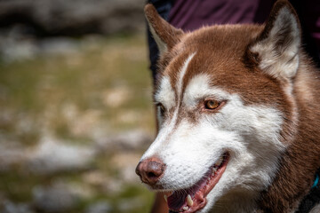 Siberian Husky dalla pelliccia fulva © alessandrogiam