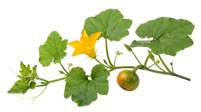 Pumpkin Vine with Green Leaves and Yellow Flower Isolated on White