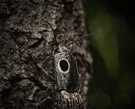 Easter Eyed Click Beetle