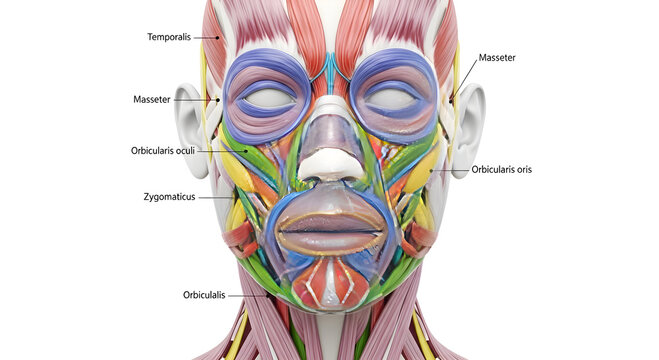 Human facial muscles anatomy, detailed illustration, head structure, bone structure.