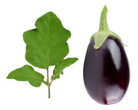A ripe eggplant with a green stem and a green leaf against a isolated background.