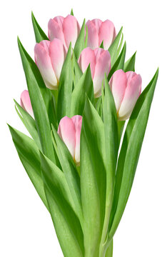 Bouquet of soft pink tulips with green leaves on an isolated background