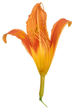 Open orange daylily flower on a thin green stem in profile, isolated background