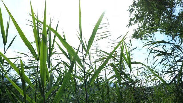 Lake plants moved by the wind