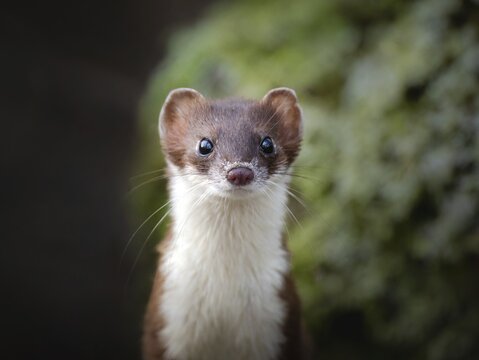 Ermine, large weasel (Mustela erminea), gazing attentively, Zurich, Switzerland