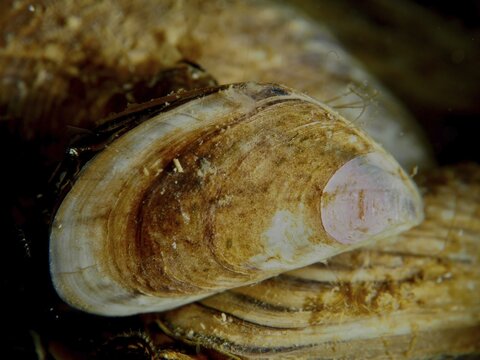 Close-up of a single quagga mussel (Dreissena rostriformis bugensis), invasive species, showing its texture, Wildsau dive site, Berlingen, Lake Constance, Switzerland, Germany