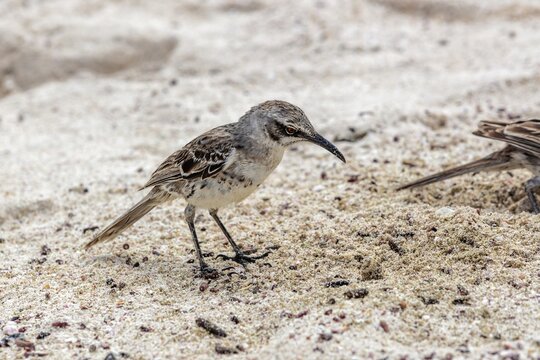 Gal&aacute;pagos mockingbird (Mimus parvulus, syn.: Nesomimus parvulus), Galapagos, Ecuador