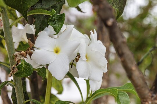 White frangipani (Plumeria pudica), San Cristobal, Galapagos, Ecuador