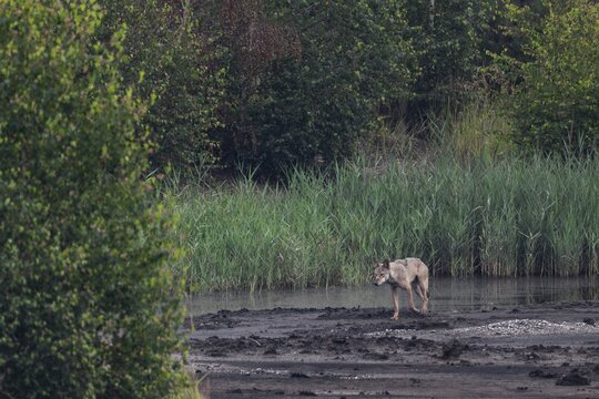 After the second male wolf (Canis lupus) and two of this year's pups have almost caught up, he continues on his way, brown coal, open-cast mining, Germany