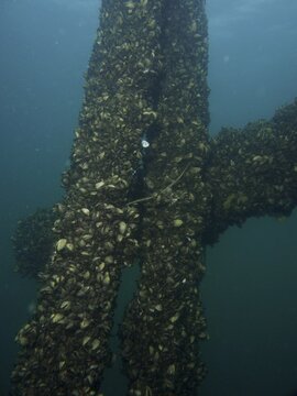 Post in Lake Constance with densely attached mussels, quagga triangle mussel (Dreissena rostriformis bugensis), invasive species. Dive site Wildsau, Berlingen, Lake Constance, Switzerland