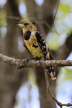 Crested Bart's Bird (Trachyphonus vaillantii), Black-backed Bart's Bird, adult, perched, tree, alert, Kruger National Park, South Africa