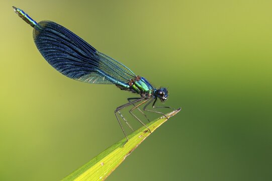 Banded demoiselle (Calopteryx splendens) on the River Hunte, Goldenstedt, Lower Saxony, Germany