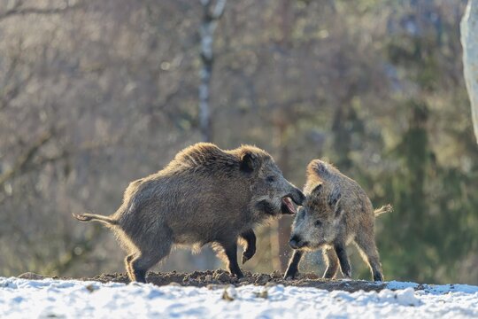 Two young wild boars (Sus scrofa) wrestle with each other in the backlight of the sun in a clearing. Their raised dorsal crests glow in the light. Bavaria, Germany