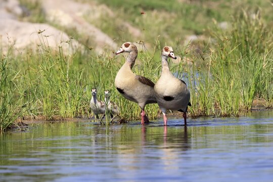 Nile gans (Alopochen aegyptiaca), adult, pair, young, in the water, standing, alert, Kruger National Park, South Africa