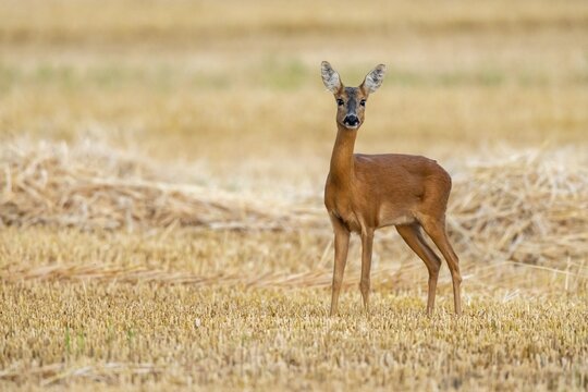 A female roe deer (Capreolus capreolus) in a wheat field, Vechta, Lower Saxony, Germany