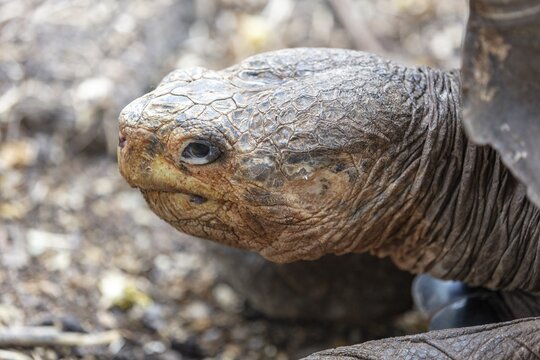 Giant tortoise (Chelonoidis nigra), Santa Cruz, Galapagos, Ecuador