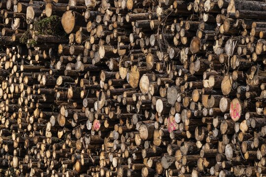 Logs, spruce logs, roundwood, storage, timber industry, Sunndals&oslash;ra, Tingvollfjorden, Sunndal Municipality, M&oslash;re og Romsdal Province, Norway