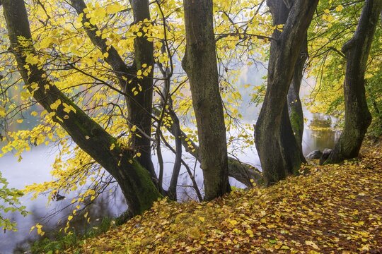 Autumn on the banks of Schmale Luzin, lake in Mecklenburg-Western Pomerania, Feldberg Lake District, Mecklenburg-Western Pomerania, Germany