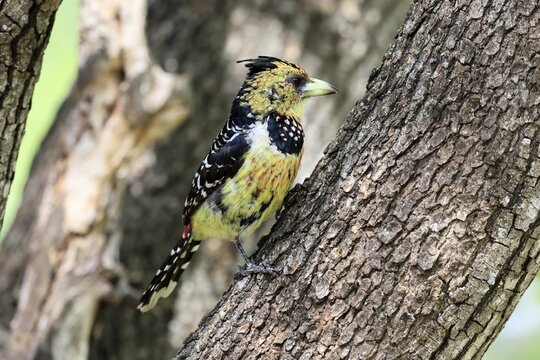 Crested Bart's Bird (Trachyphonus vaillantii), Black-backed Bart's Bird, adult, perched, tree, alert, Kruger National Park, South Africa