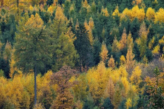 Mixed autumn forest, aerial view, Melle, Lower Saxony, Germany