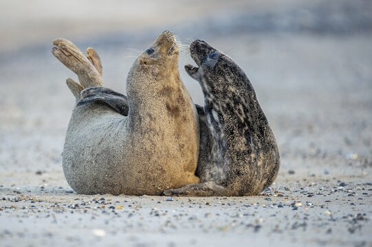 Grey seal (Halichoerus grypus), rutting season, Nordesee, Heligoland, Schleswig-Holstein, Germany