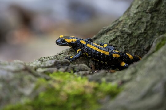 Fire salamander (Salamandra salamandra), Ilsenburg, Saxony-Anhalt, Germany
