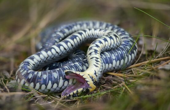 Grass snake, Natrix Natrix, grass snake, fright, thanatosis, death reflex, apparent death, reptilia, reptilia, ringed snake, snakes, snakes, water snake